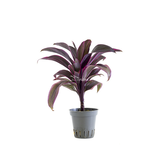 Cordyline ‘Red Edge’ - PT AQUAFLORA | Plantes terrarium